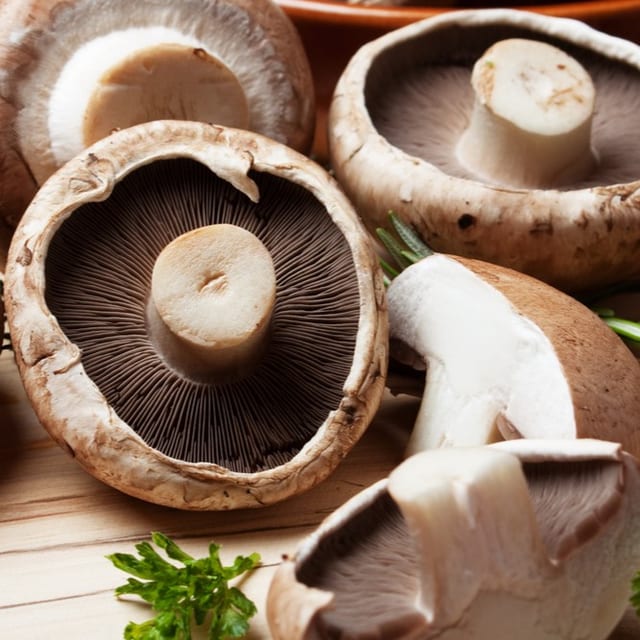 Mushroom 蘑菇.