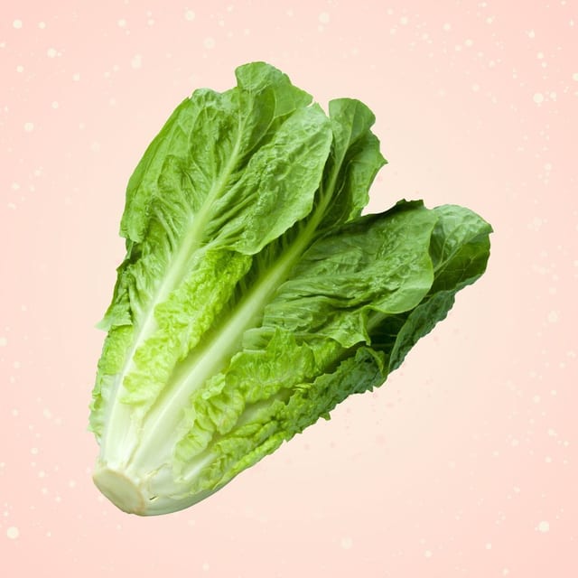 Romaine Lettuce 生菜.